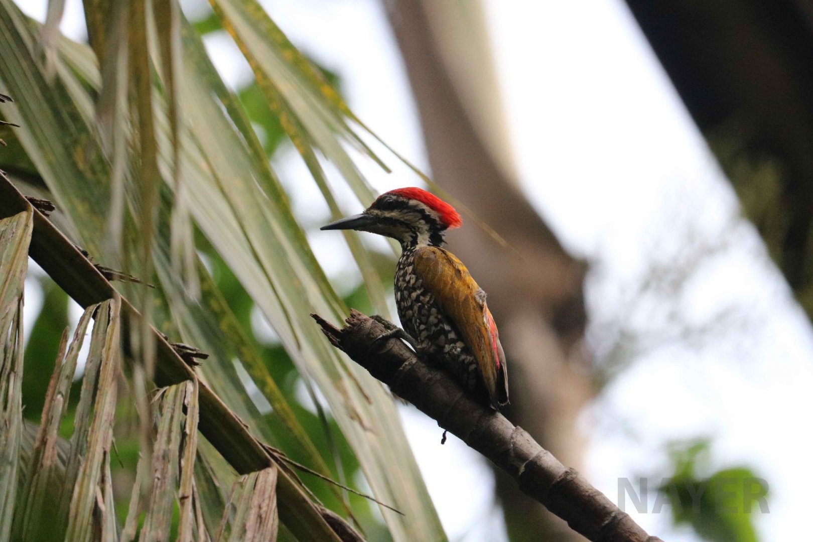 Common flameback, June 2016