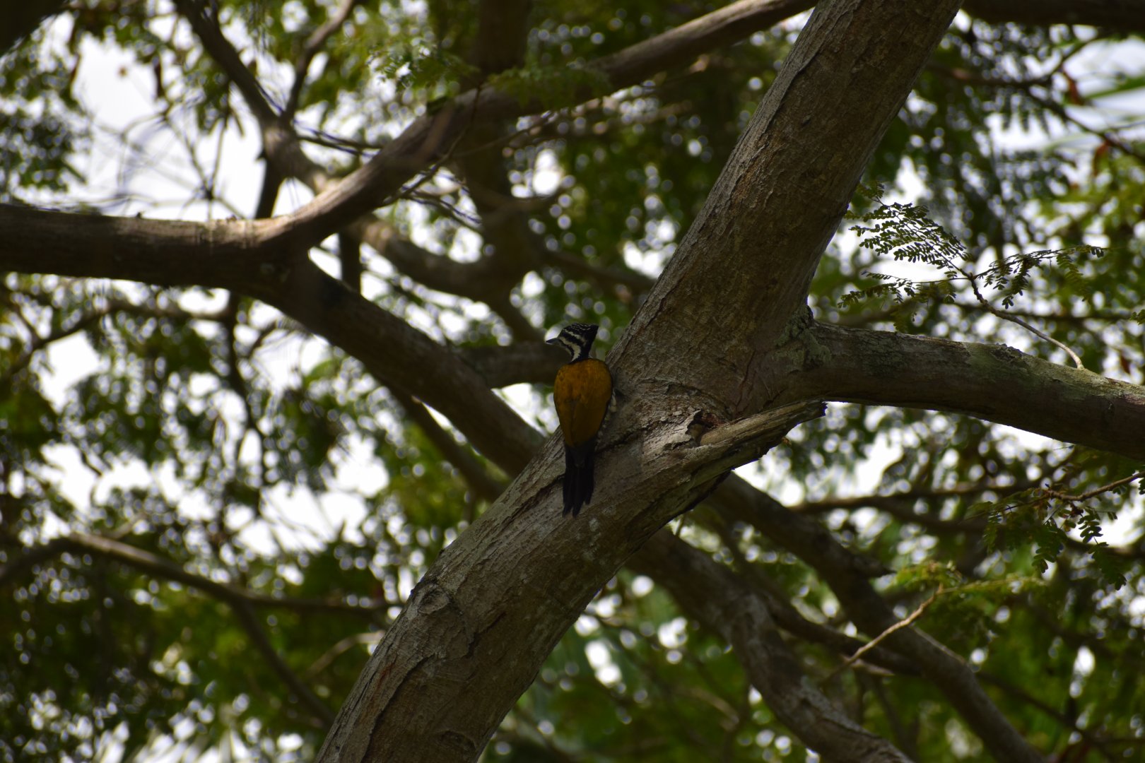 Common Flameback ~ Pasir Ris Park