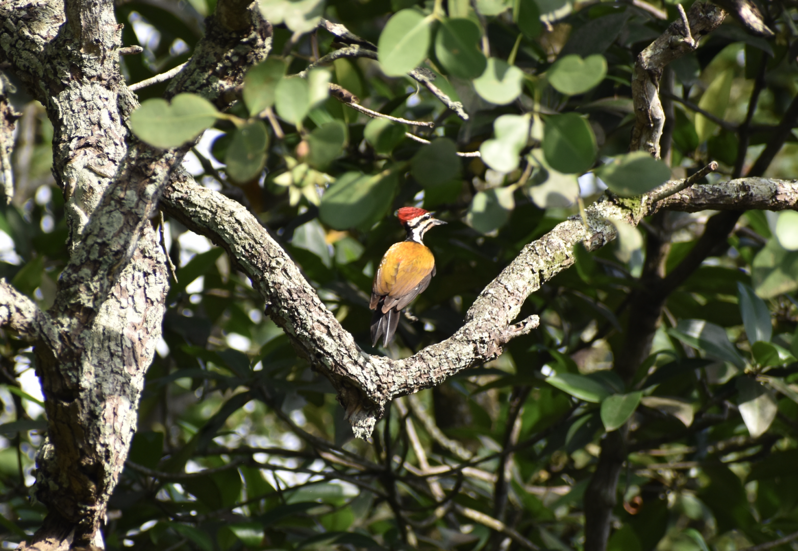 Common Flameback ~ Sungei Buloh Wetlands Reserve