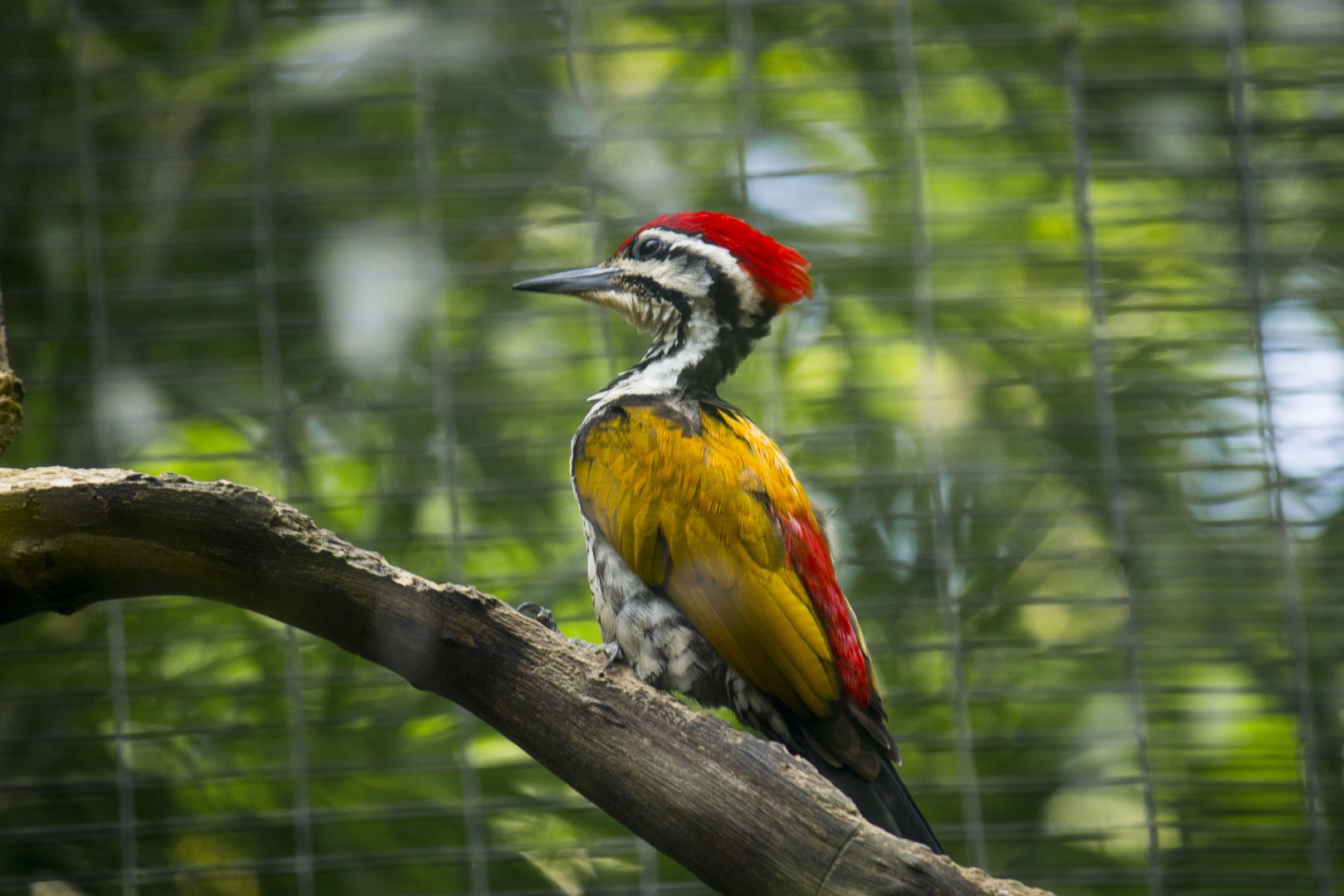 Common flameback woodpecker, Dinopium javanense