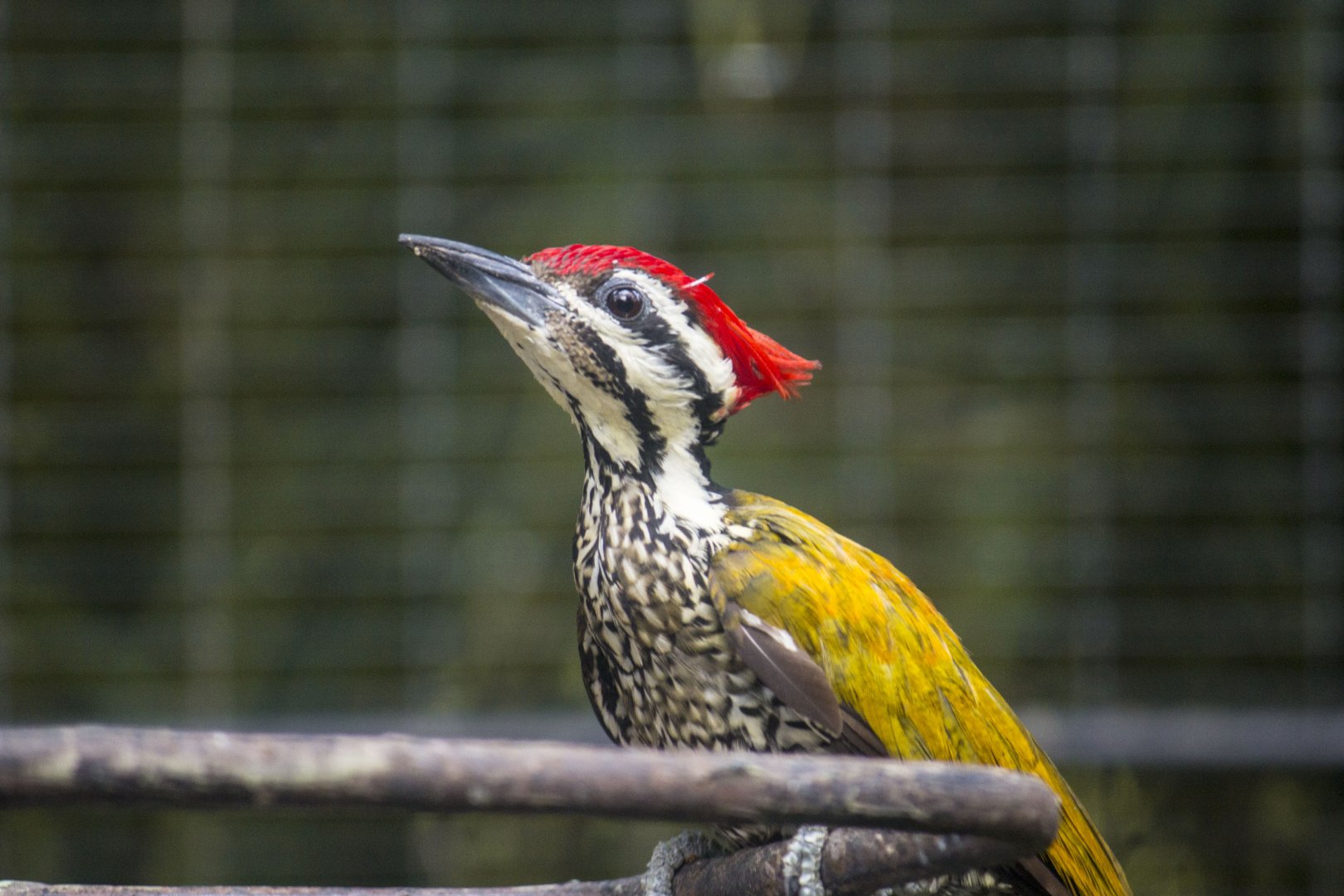 Common flameback woodpecker, Dinopium javanense