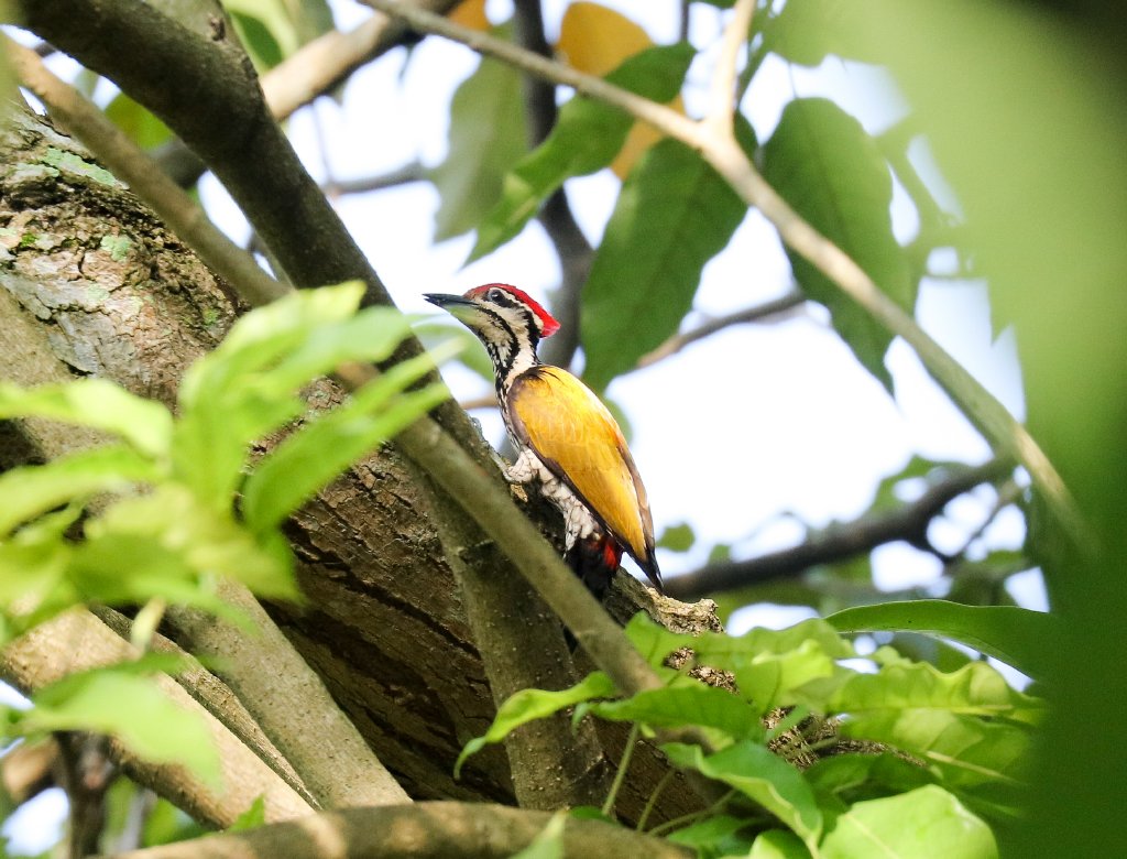 Common Flameback