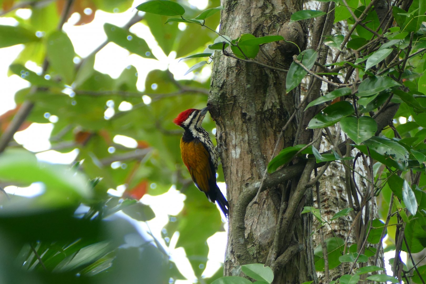 Common Flameback