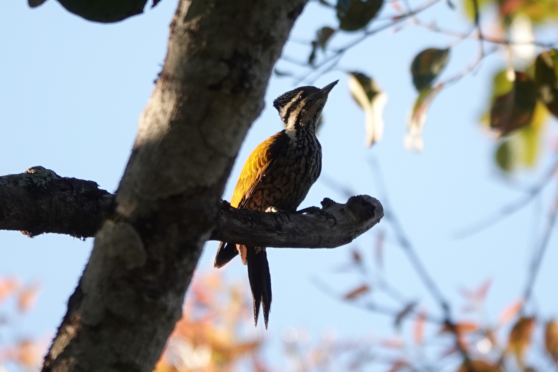 Common Flameback