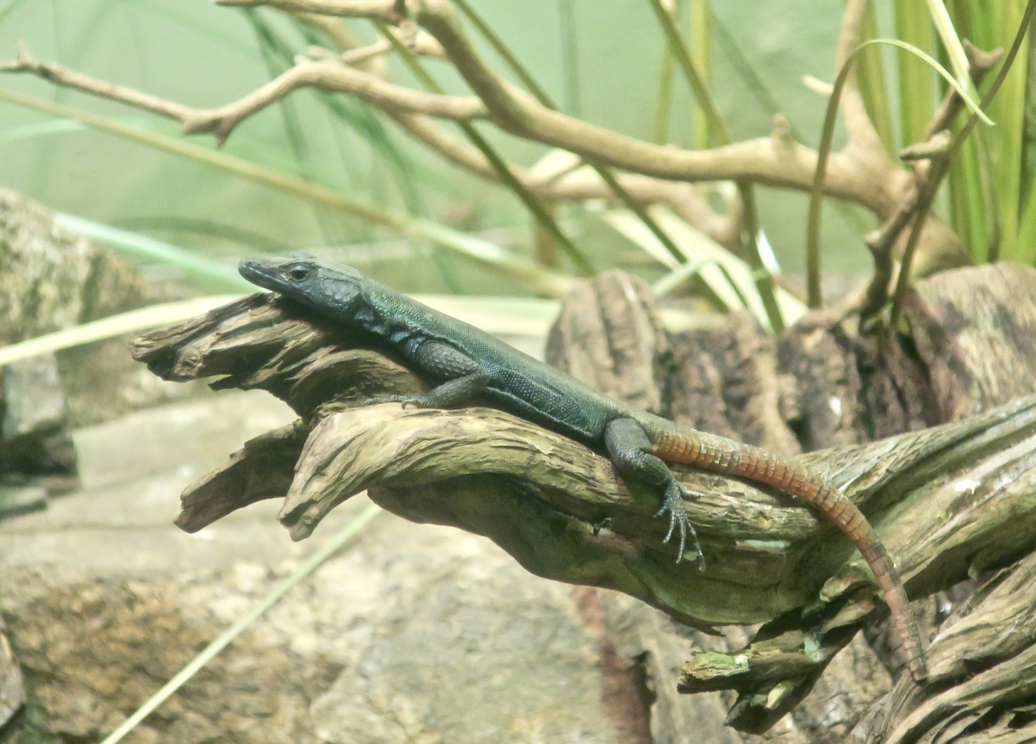 Common Flat Lizard (Platysaurus intermedius)