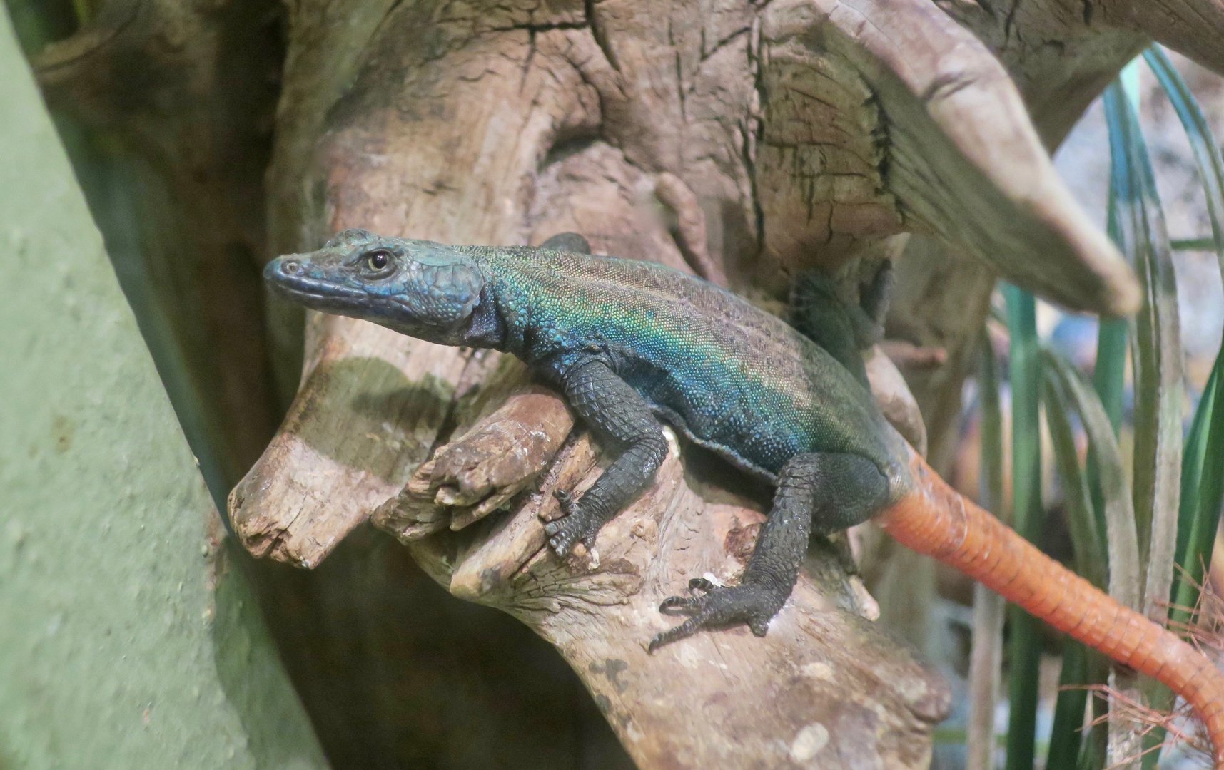 Common Flat Lizard (Platysaurus intermedius)