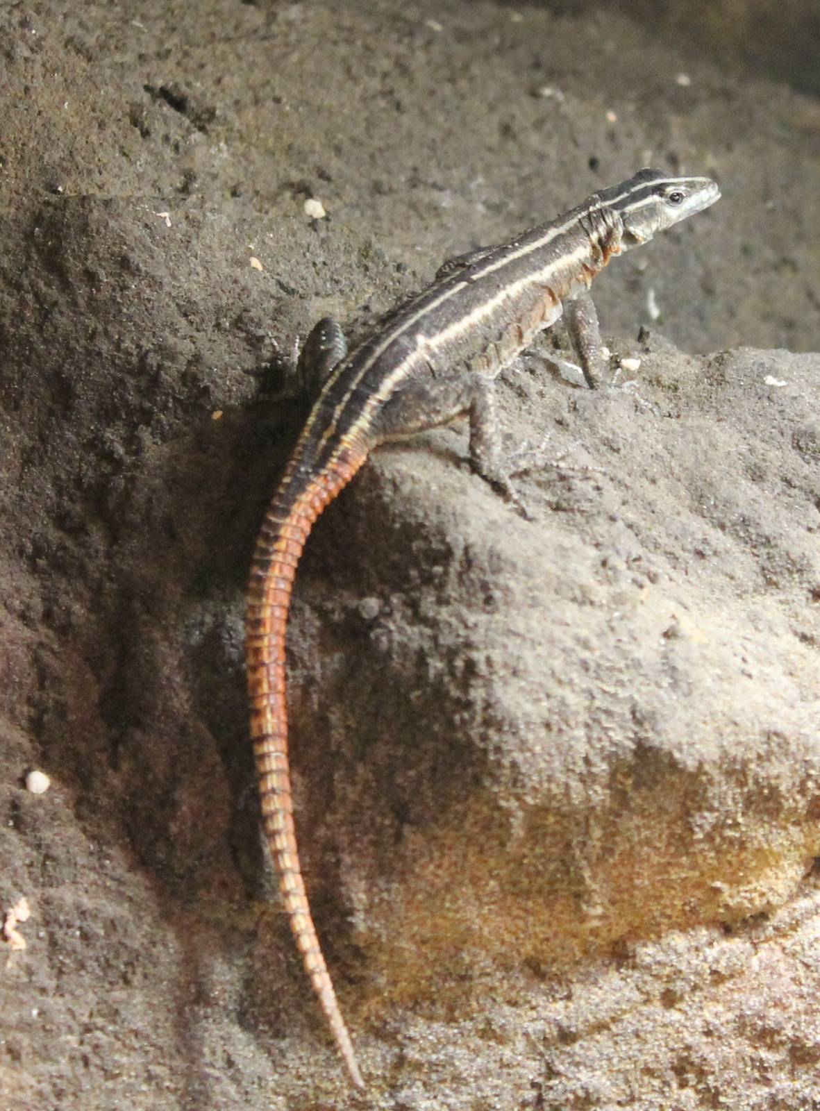 Common flat lizard