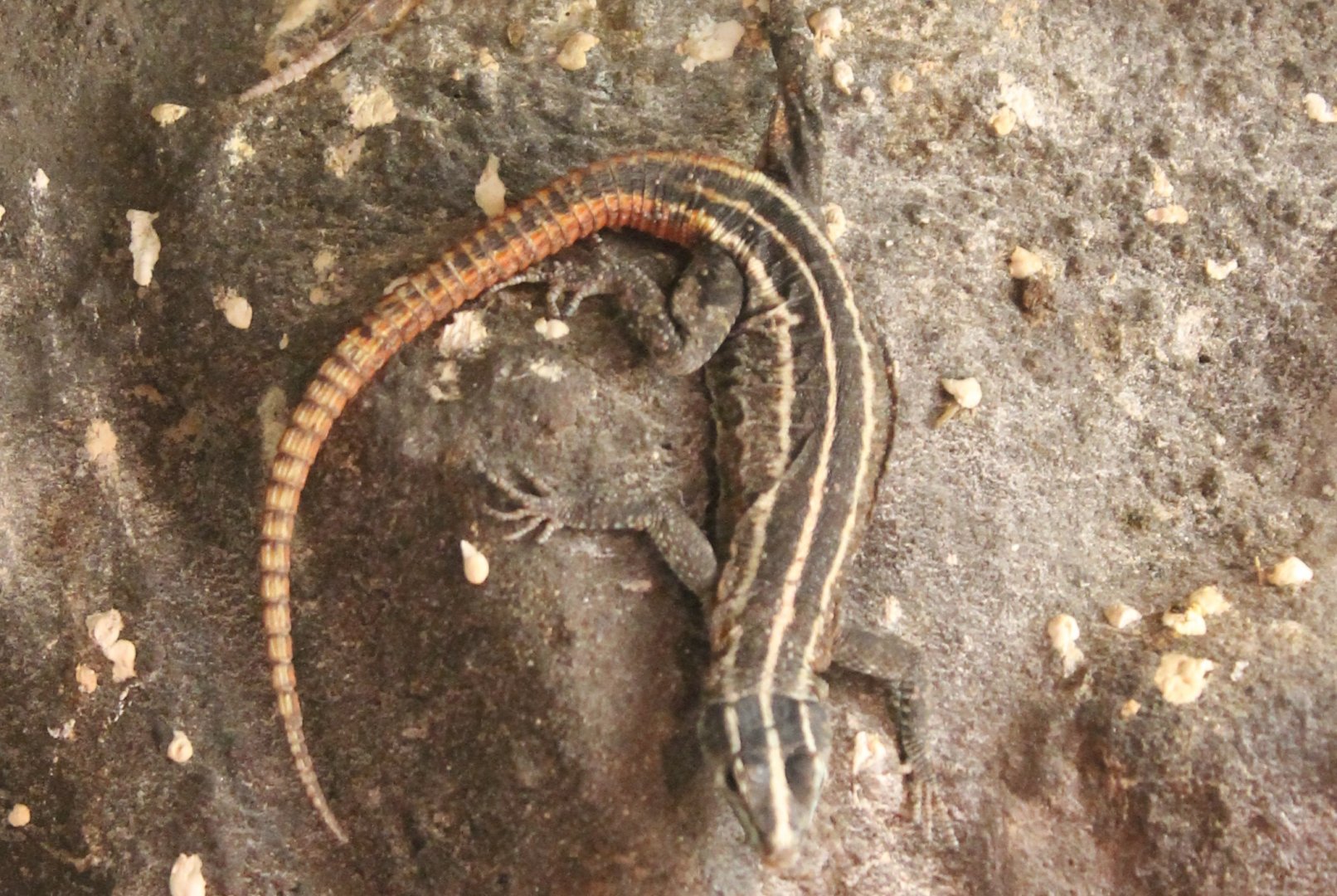 Common flat lizard