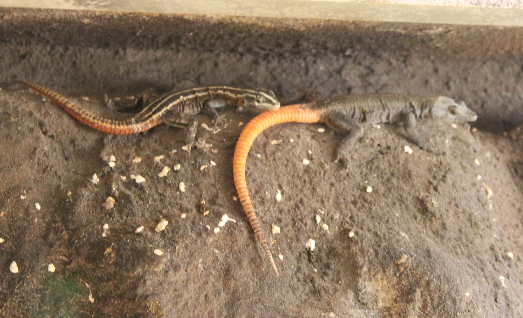 Common flat lizards