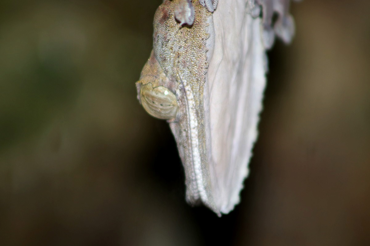 Common Flat-tail Gecko (Uroplatus fimbriatus)