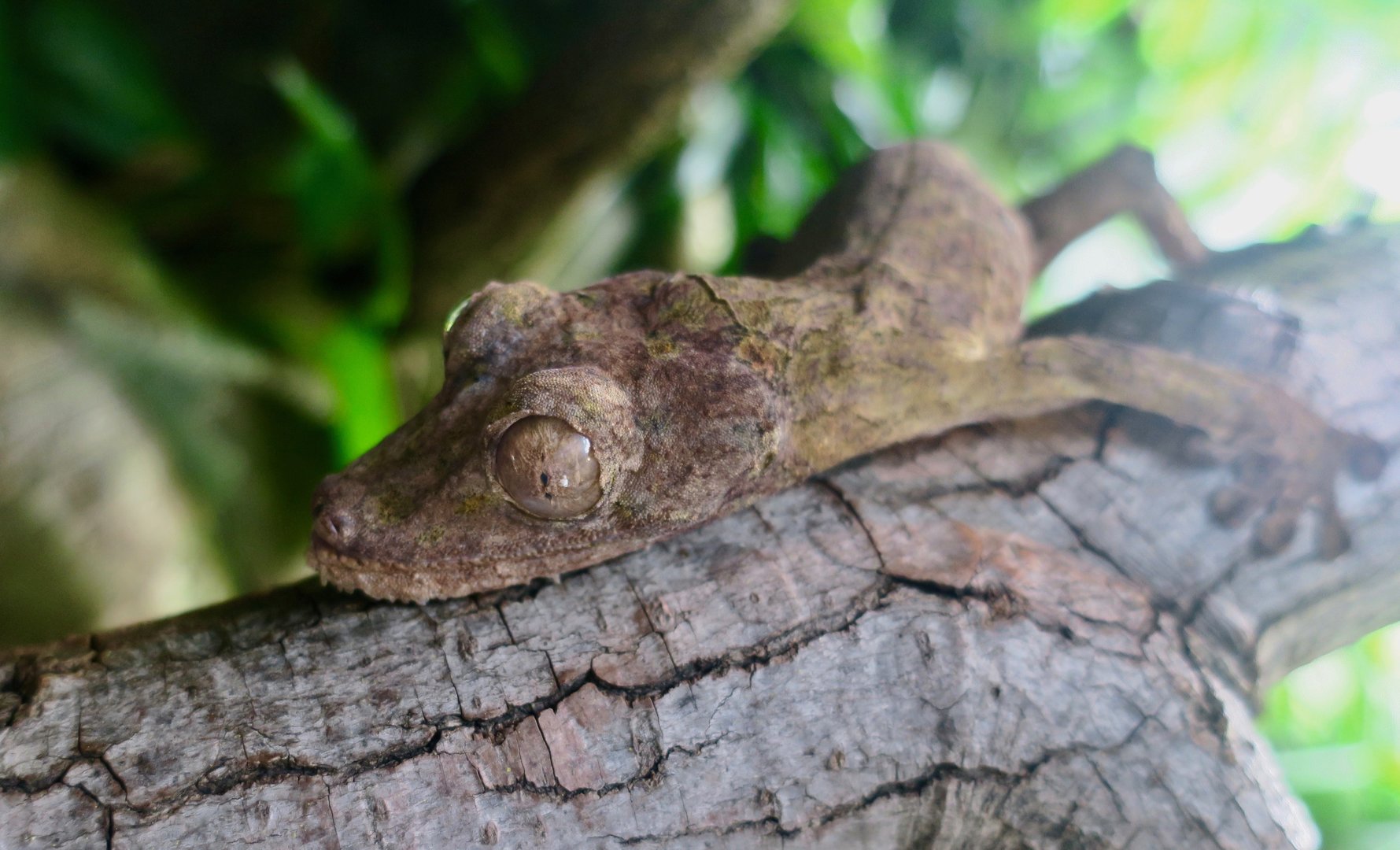 Common Flat-Tailed Gecko (Uroplatus fimbriatus)