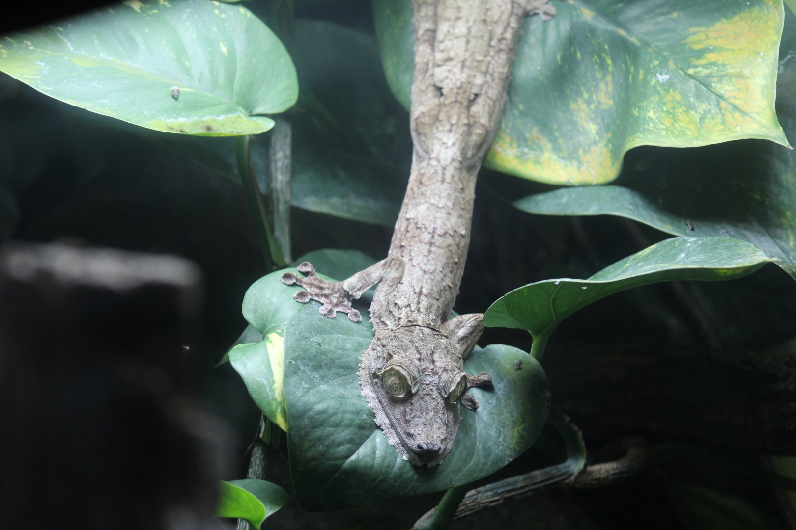 Common Flat-Tailed Gecko