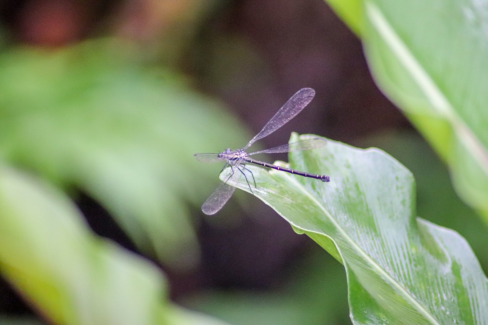 Common Flatwing (Austroargiolestes icteromelas) - female