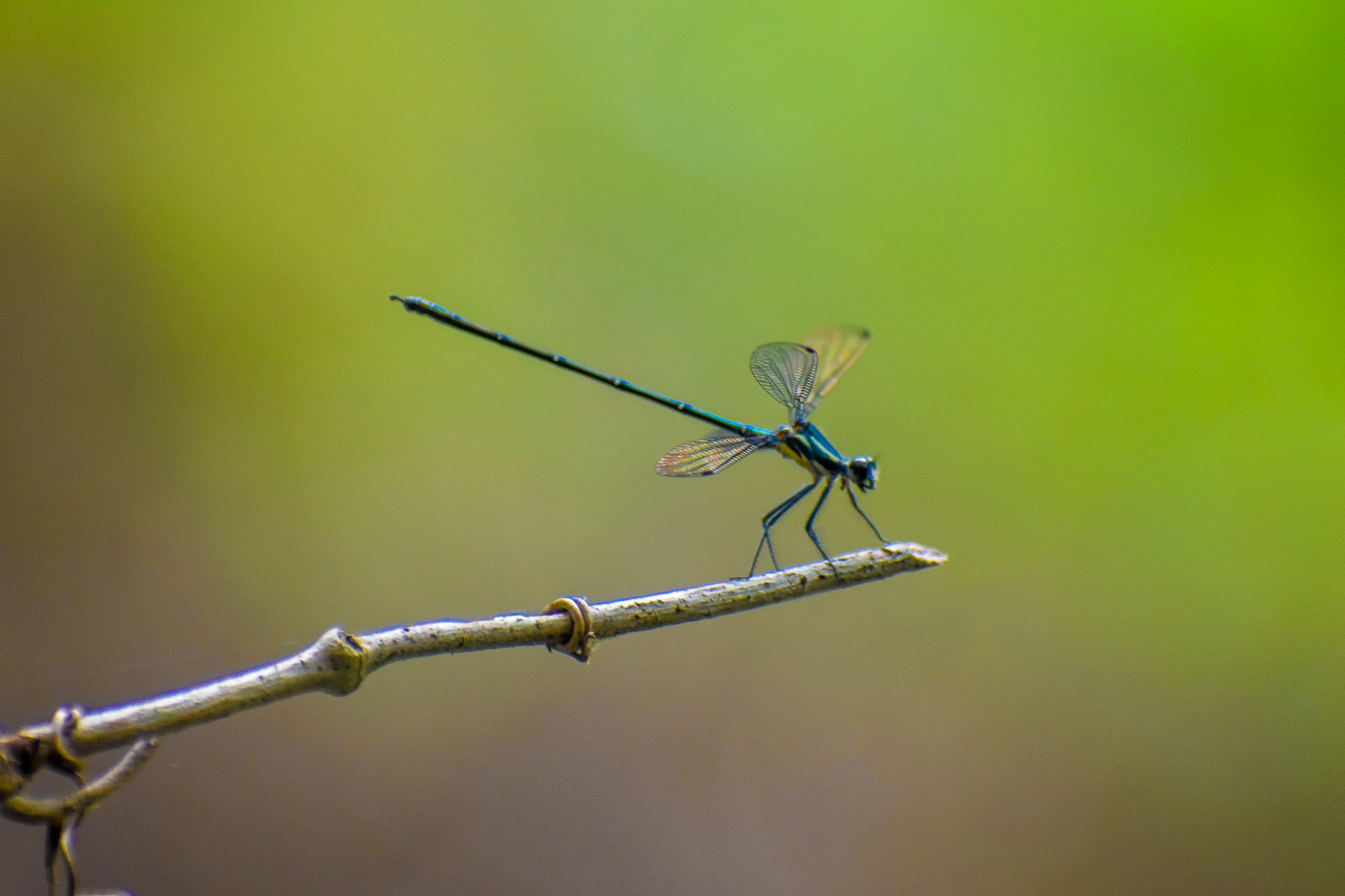 Common Flatwing (Austroargiolestes icteromelas)