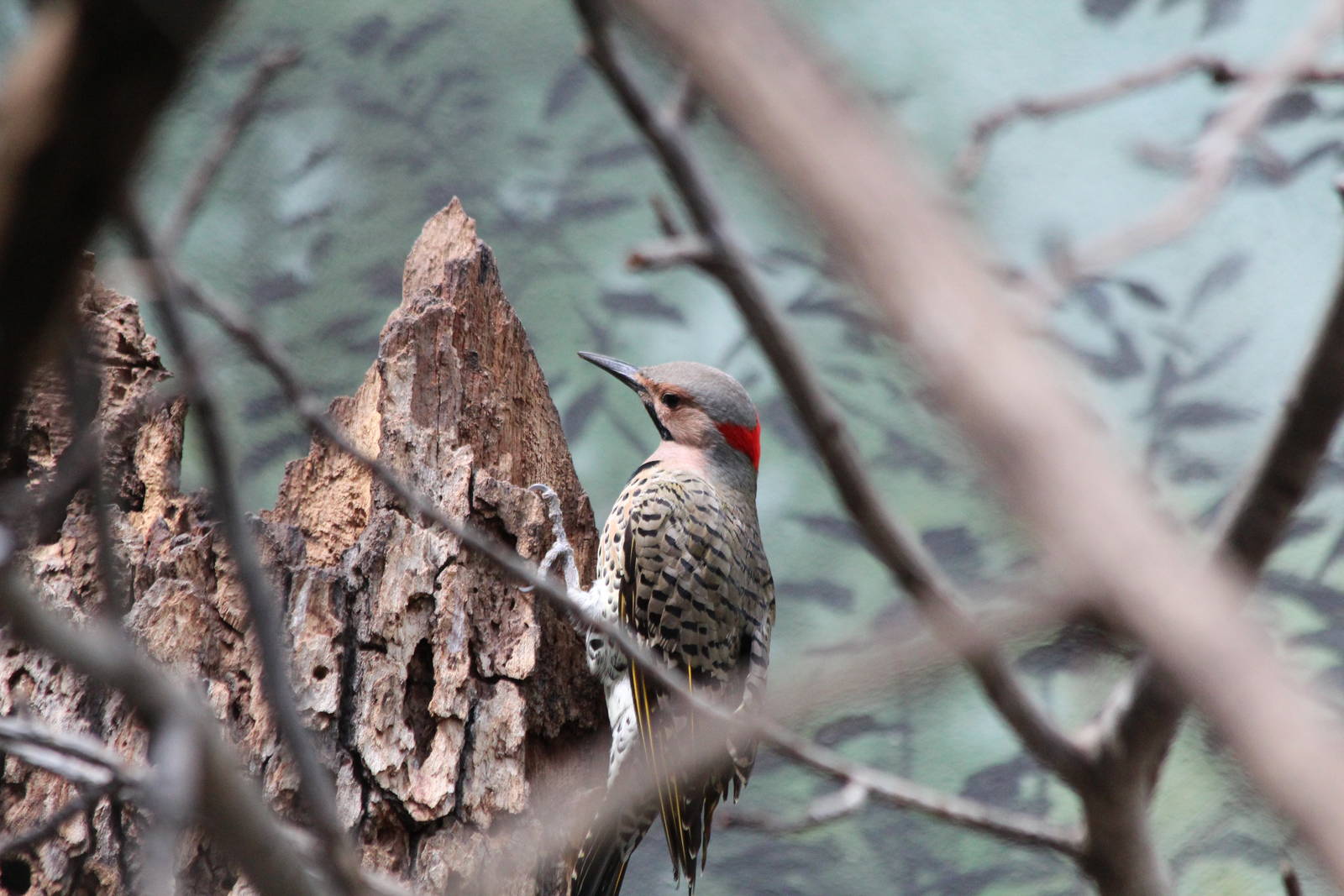 Common Flicker - Apr 2014