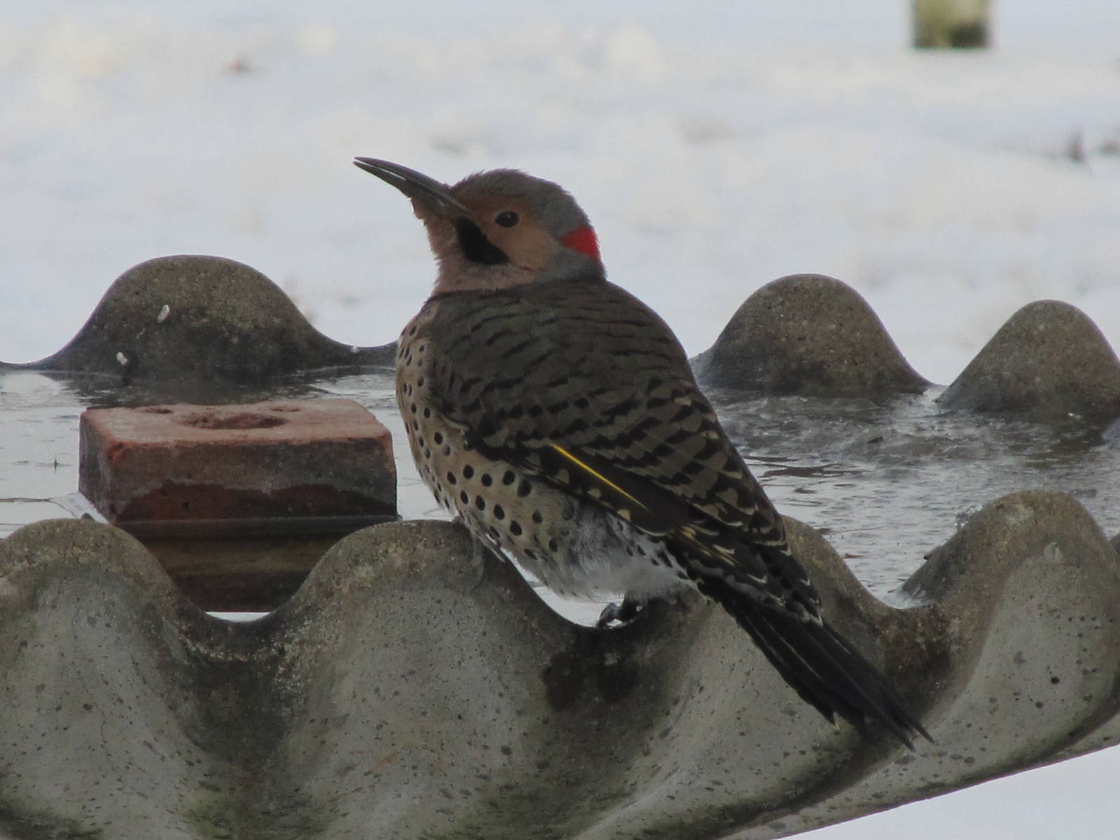 Common Flicker