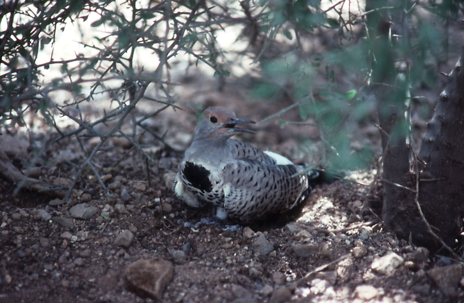 Common Flicker