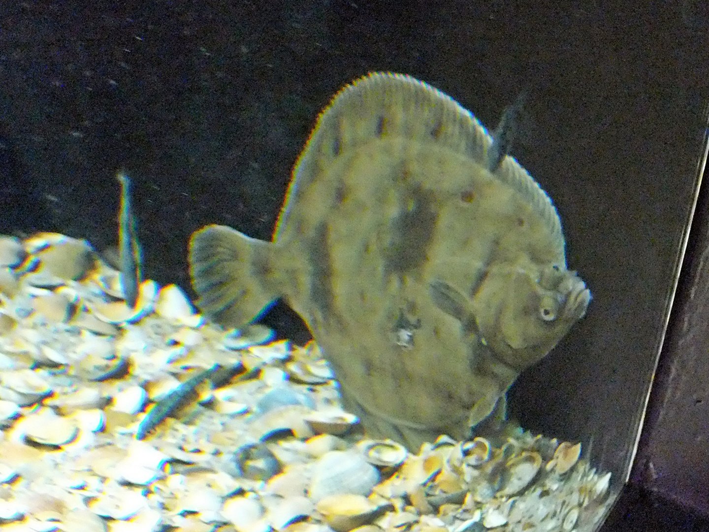 Common flounder