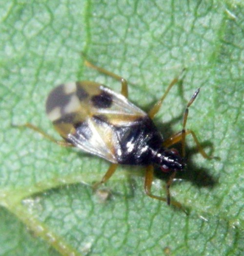 Common Flowerbug (Anthocoris nemorum)