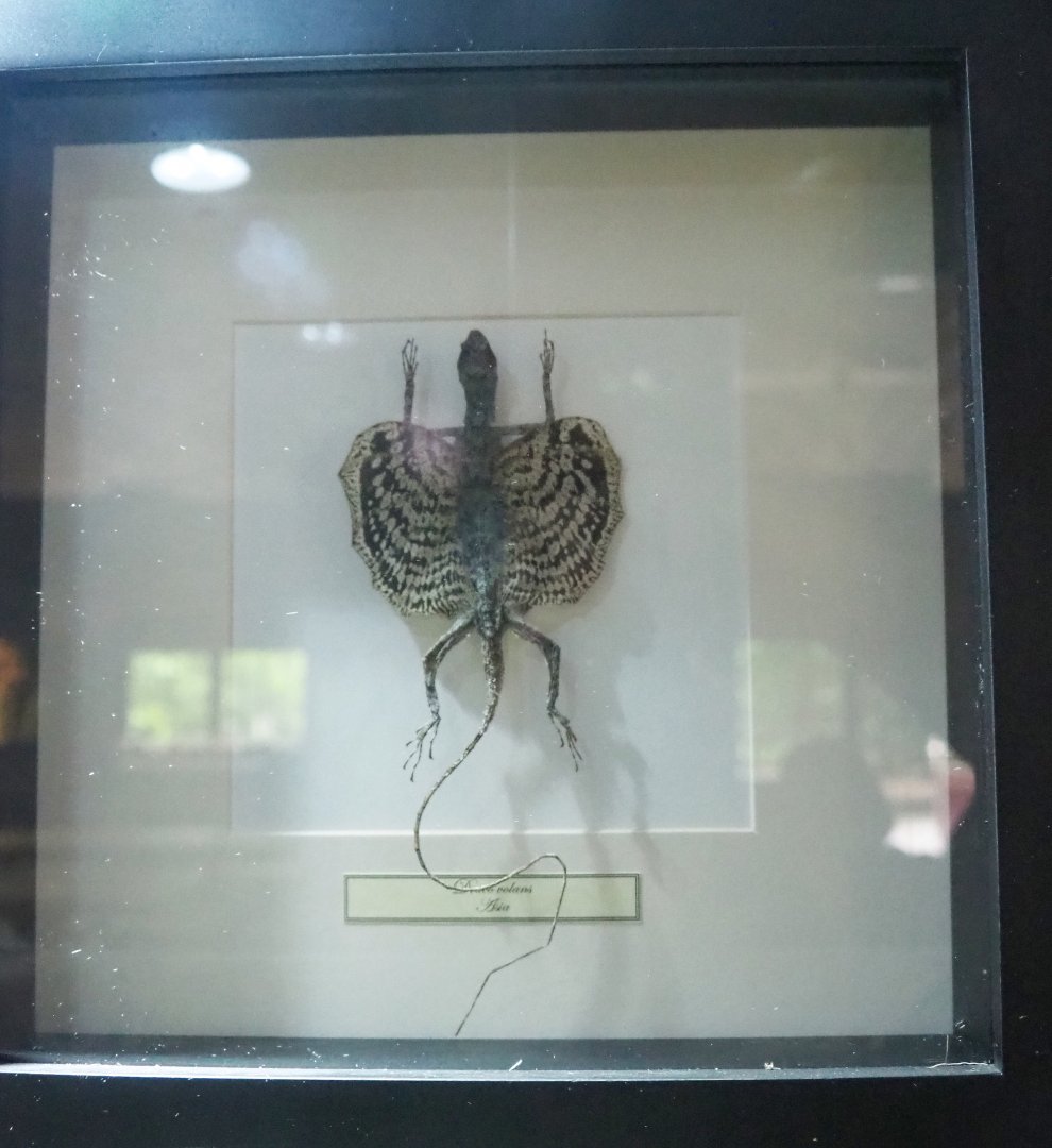 Common flying dragon (Draco volans) specimen, 2022-05-17