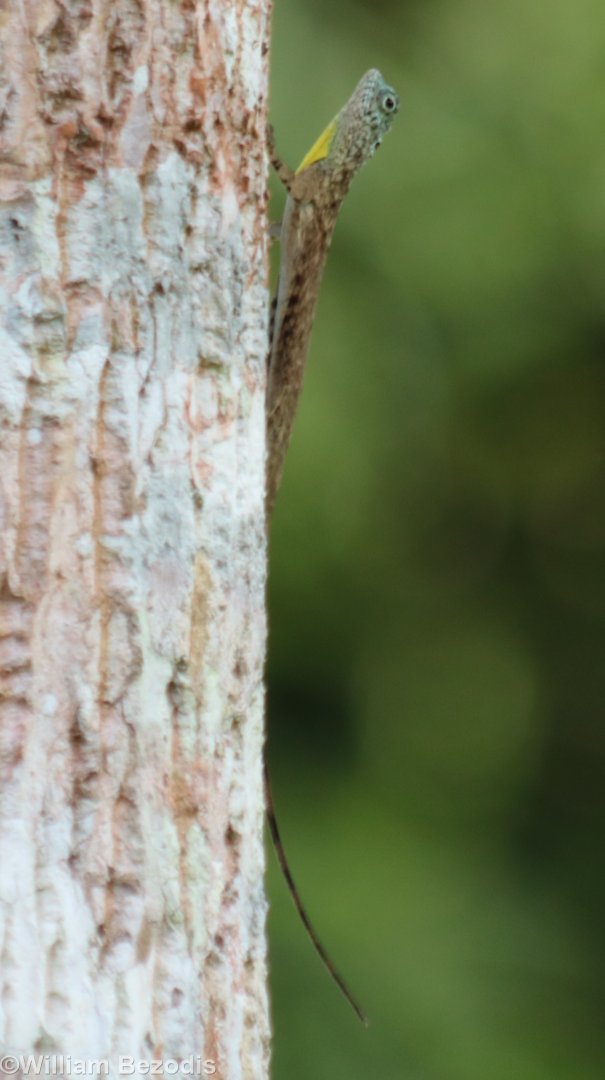 Common Flying Lizard Draco sumatranus - Siberut