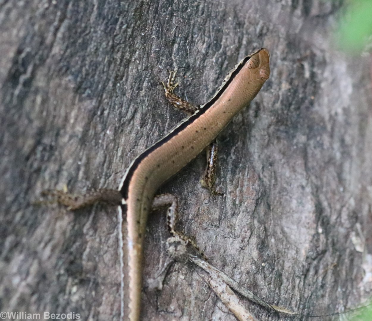 Common Forest Skink - Khao Yai National Park
