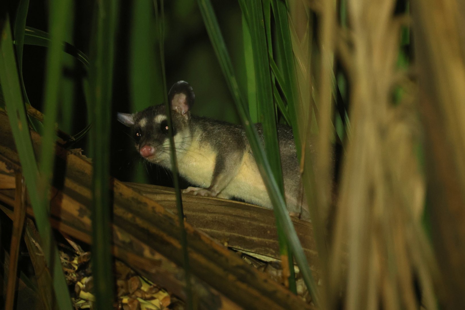 Common Four-eyed Opossum (Philander canus)
