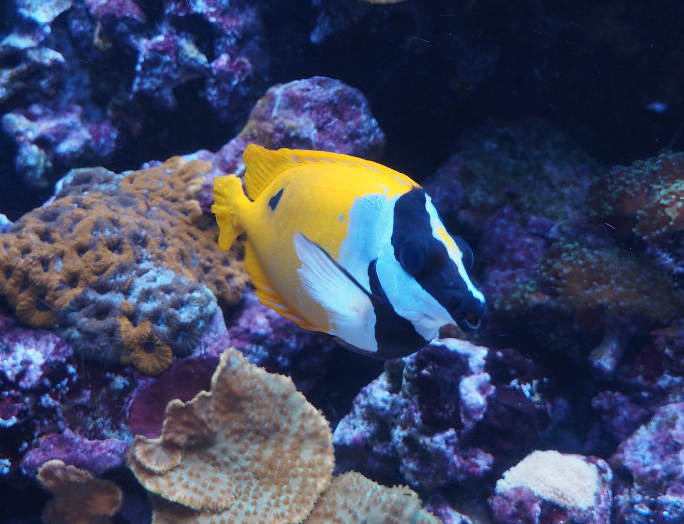 Common foxface (Siganus vulpinus), 2025-05-17