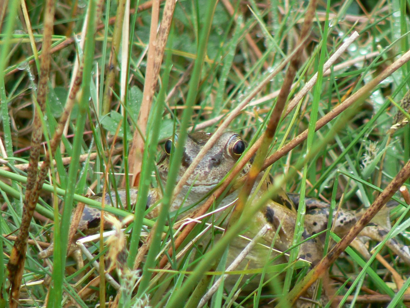 Common Frog - 30 May 2017, Upper Teesdale