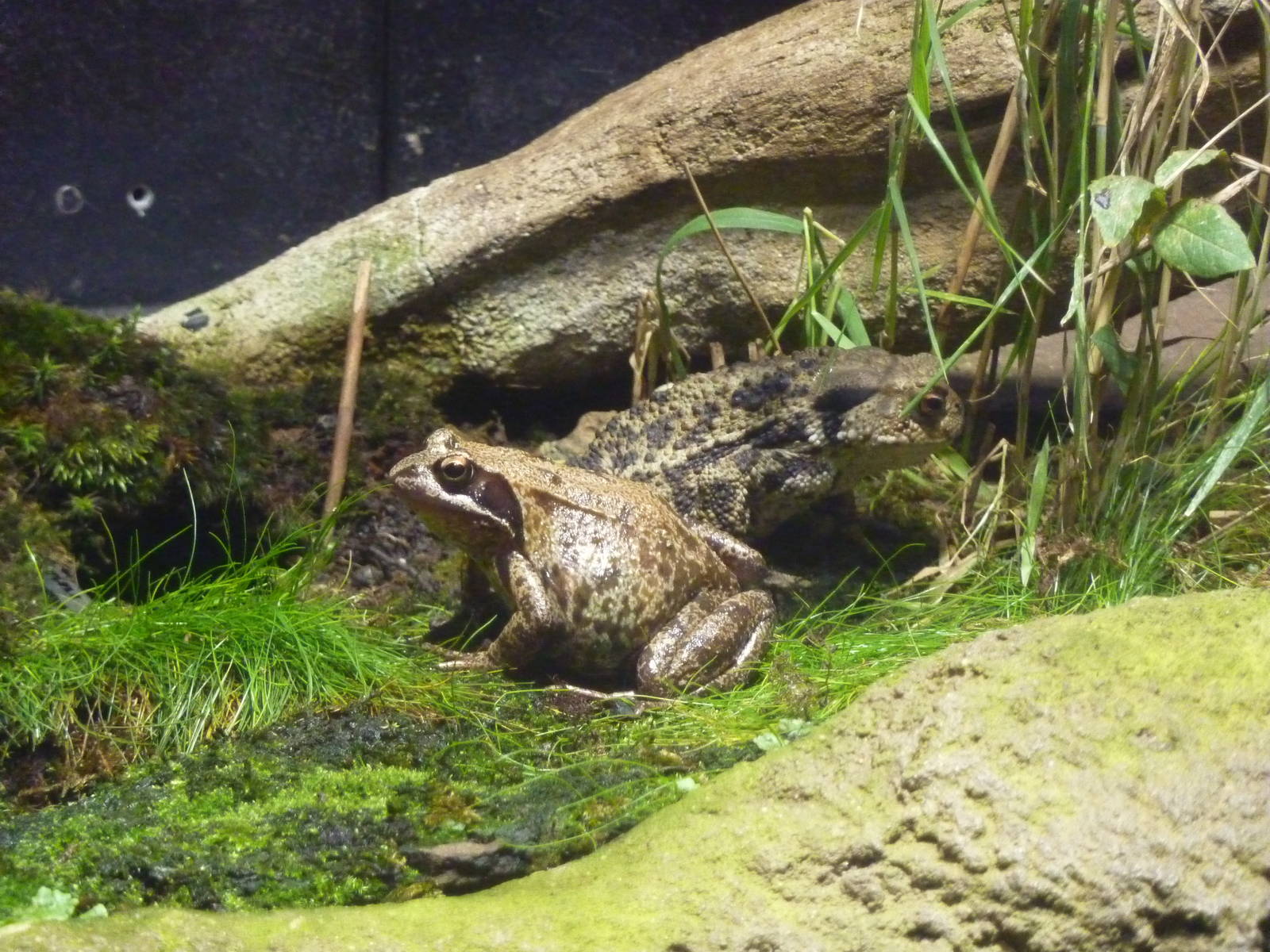 Common frog, common toad. 6th November 2012.