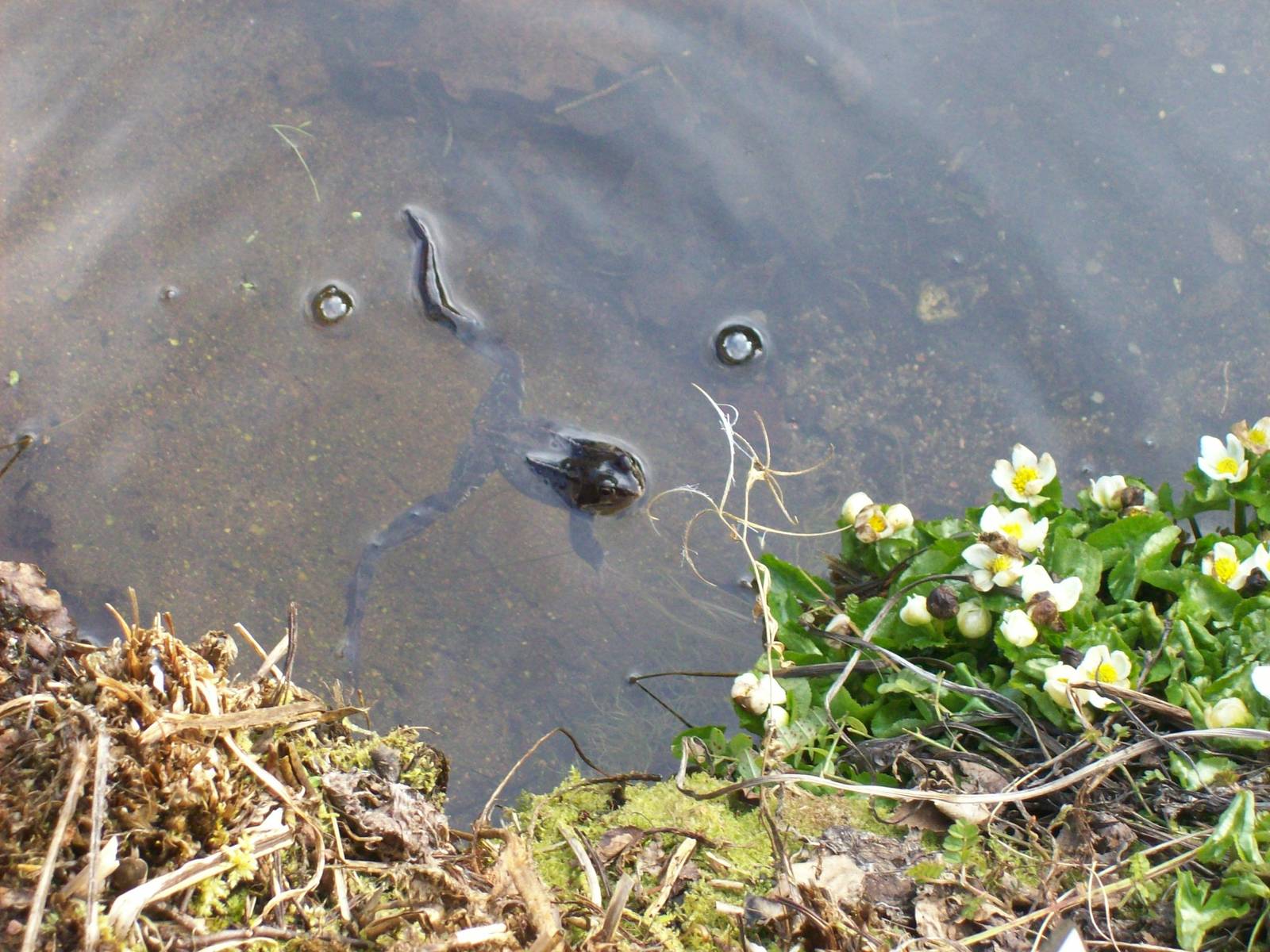 Common frog in the cruikshank botanics (Aberdeen zoology museum)