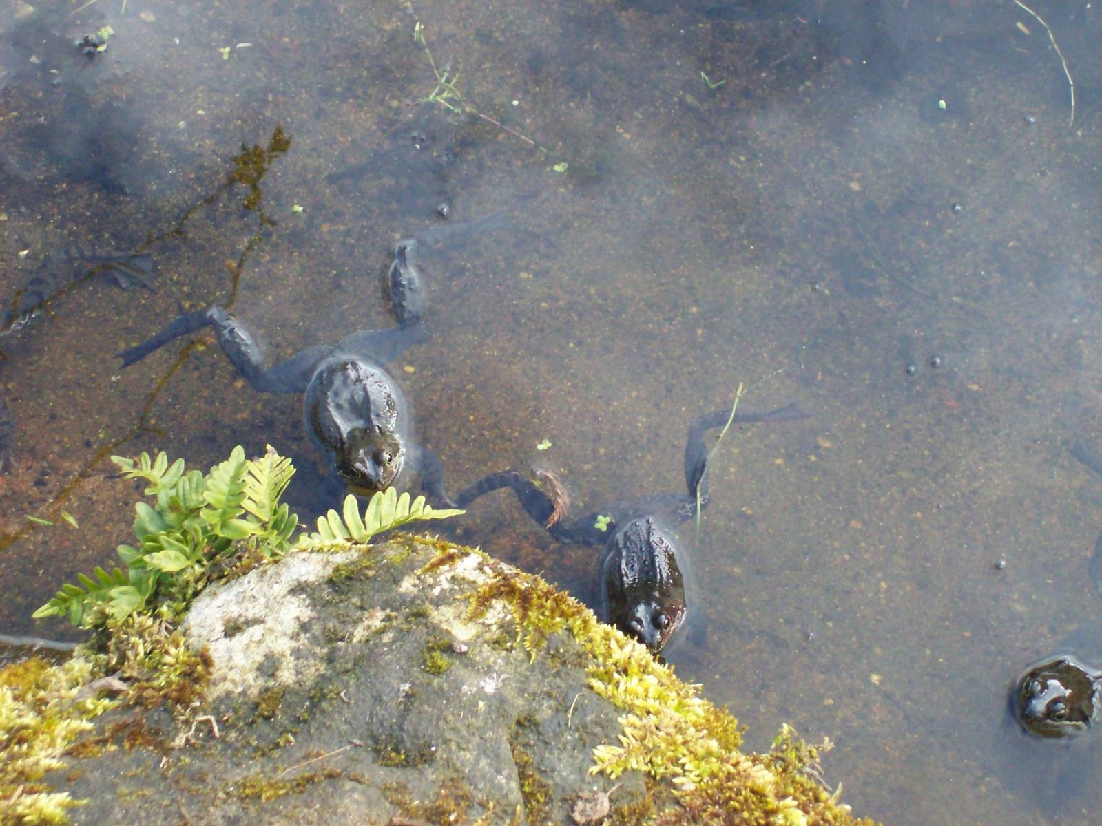 Common frog in the cruikshank botanics (Aberdeen zoology museum)