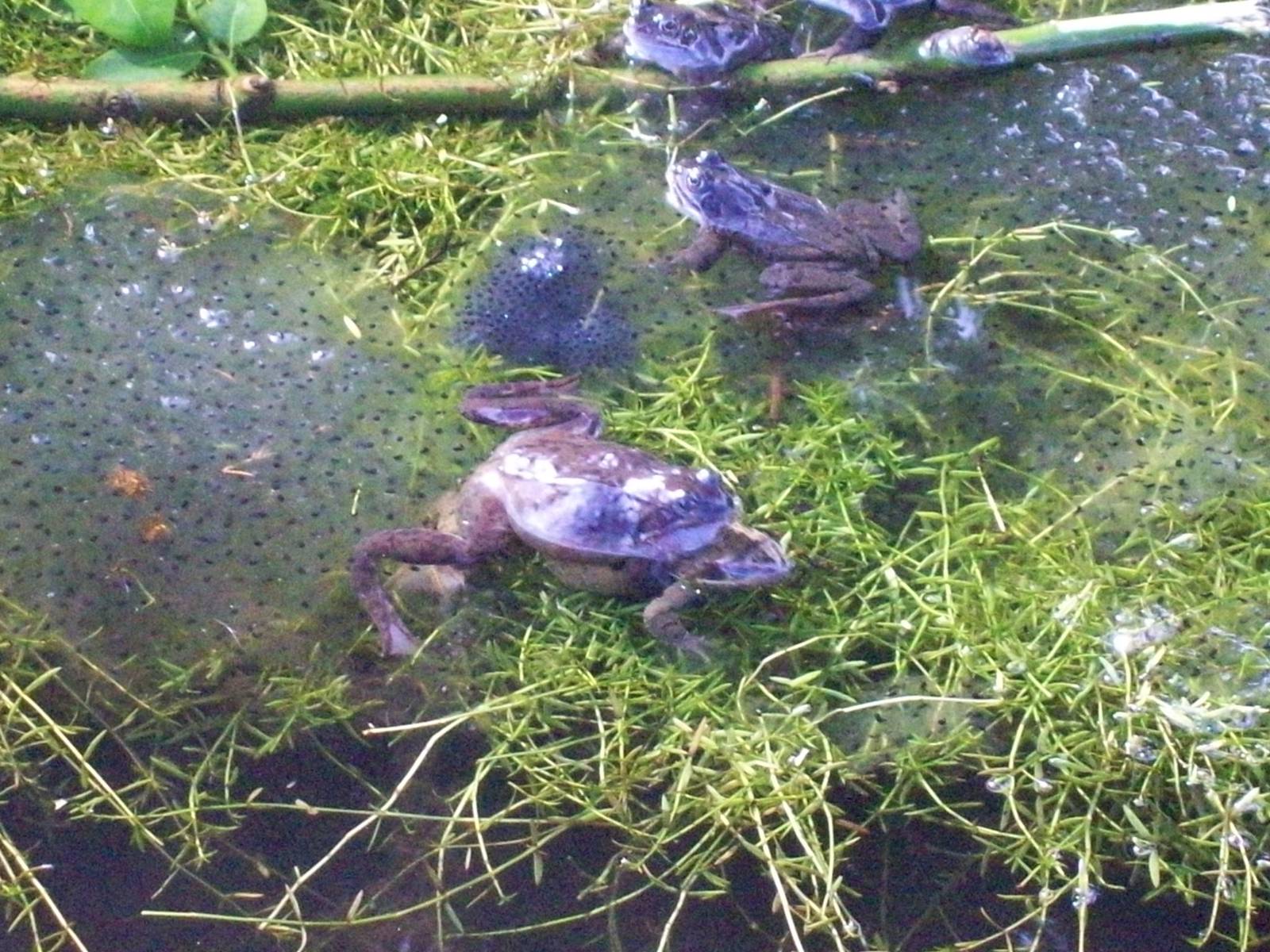 Common frog in the cruikshank botanics (Aberdeen zoology museum)