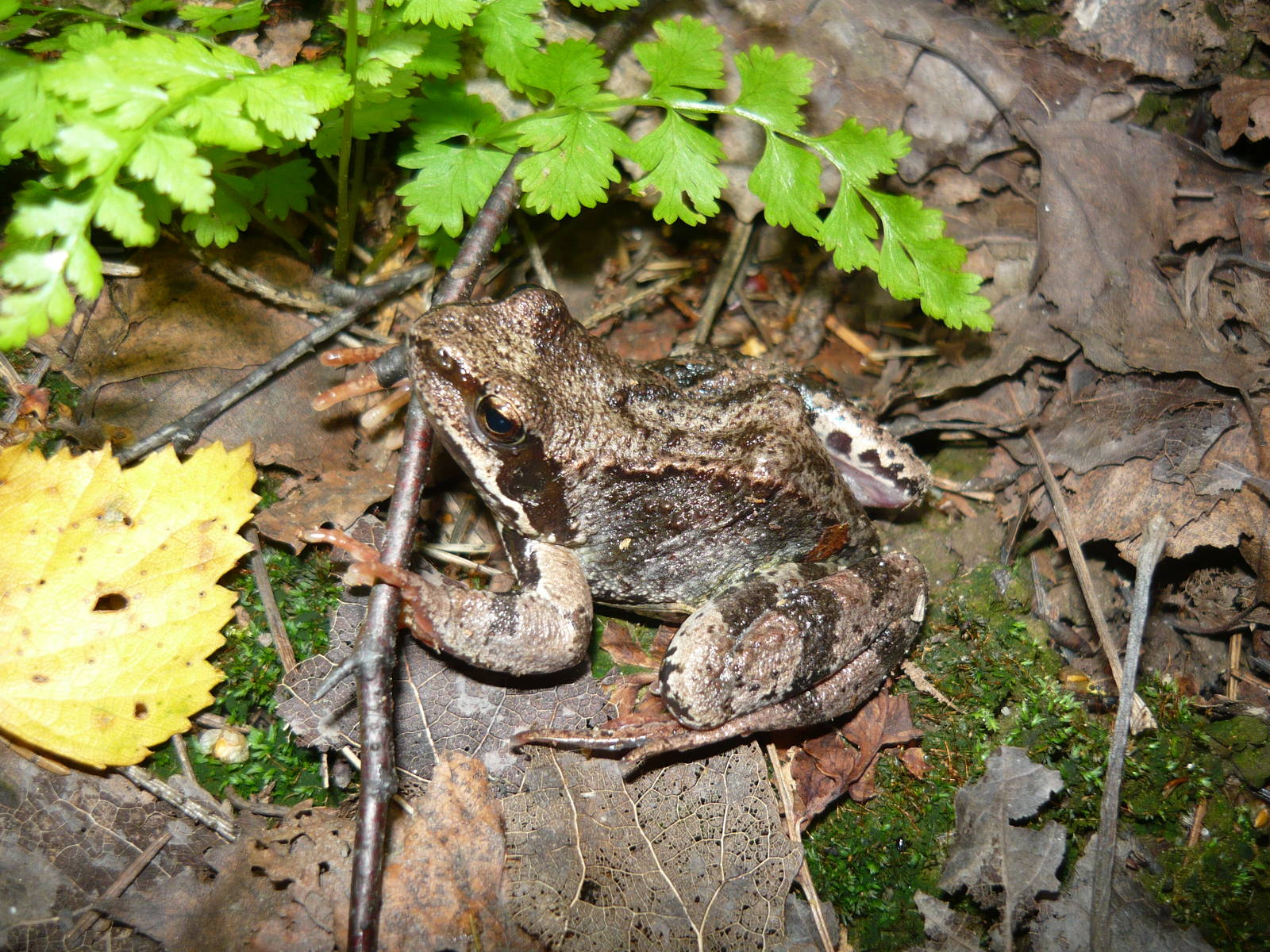 Common frog (Rana temporaria)
