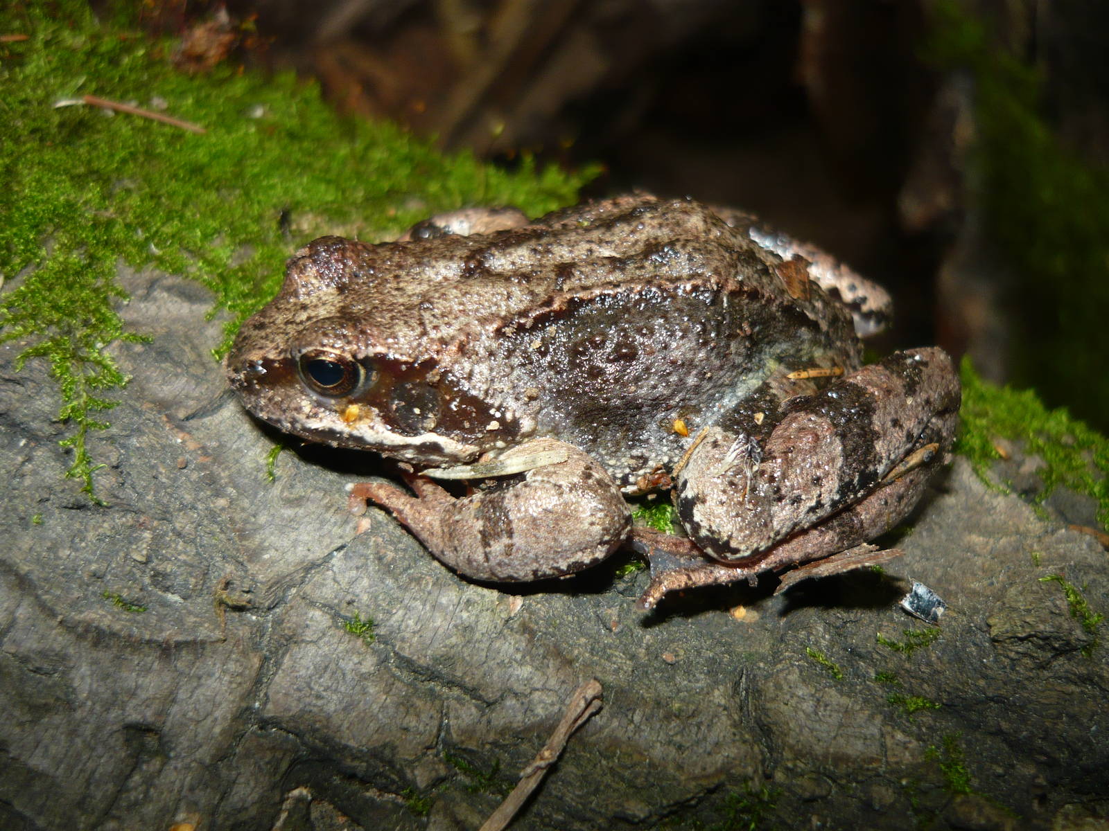 Common frog (Rana temporaria)
