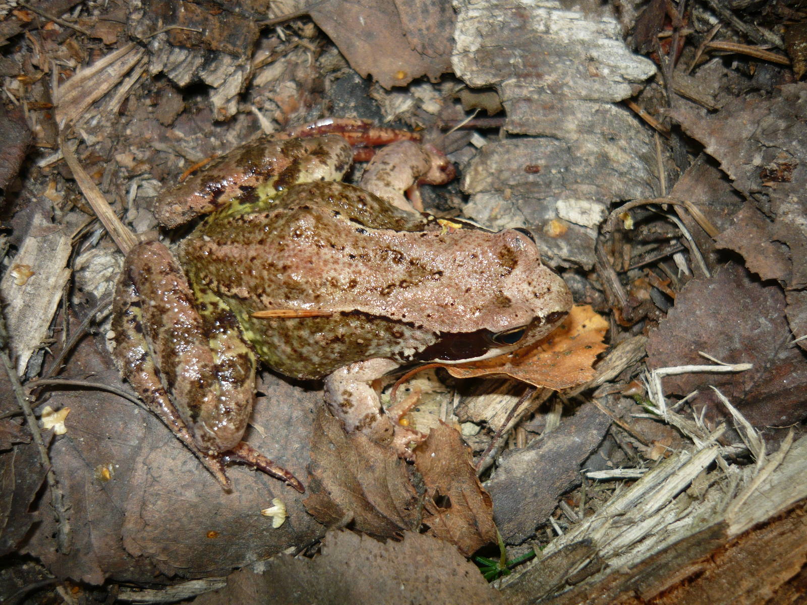 Common frog (Rana temporaria)