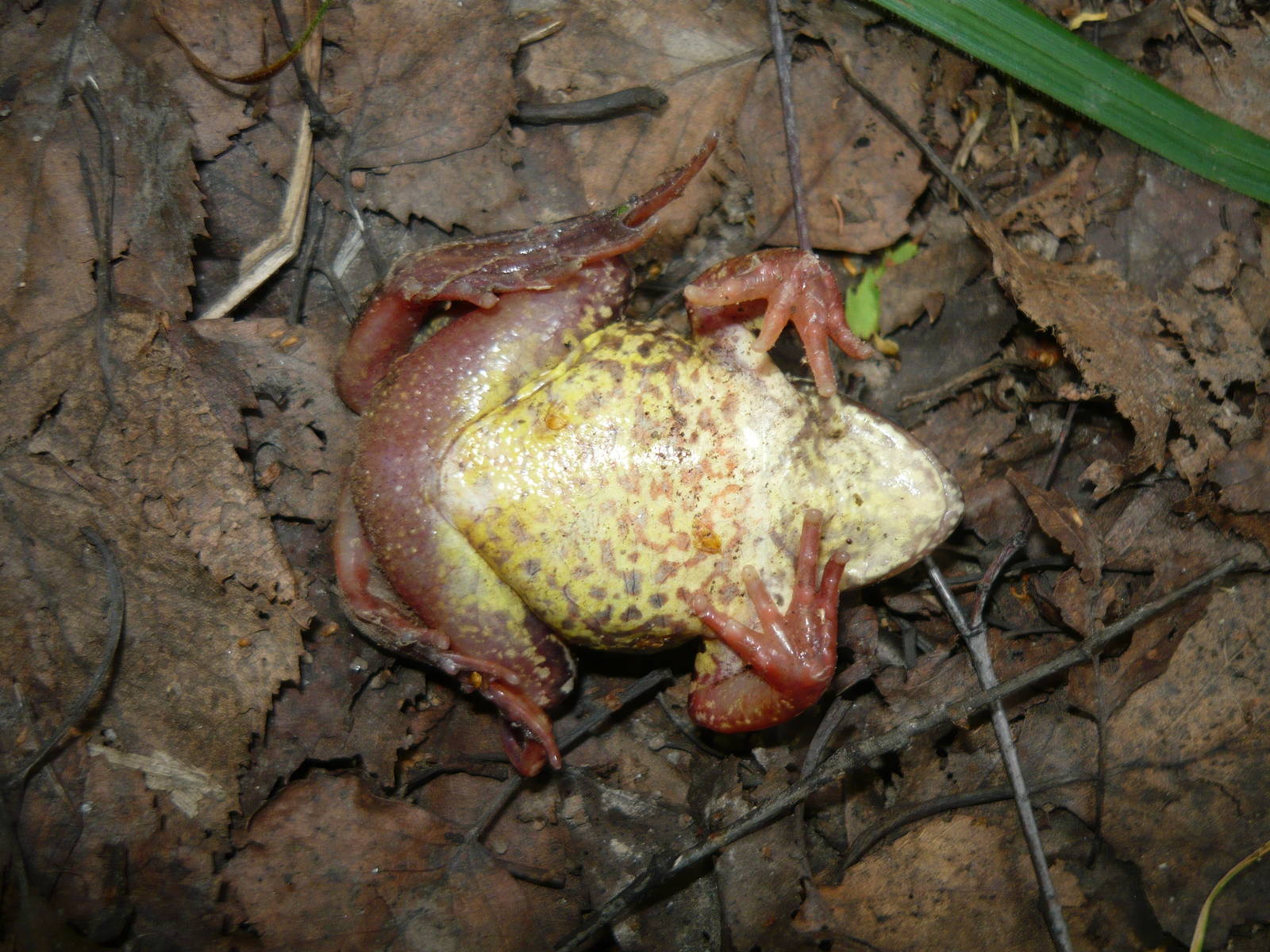 Common frog, ventral view