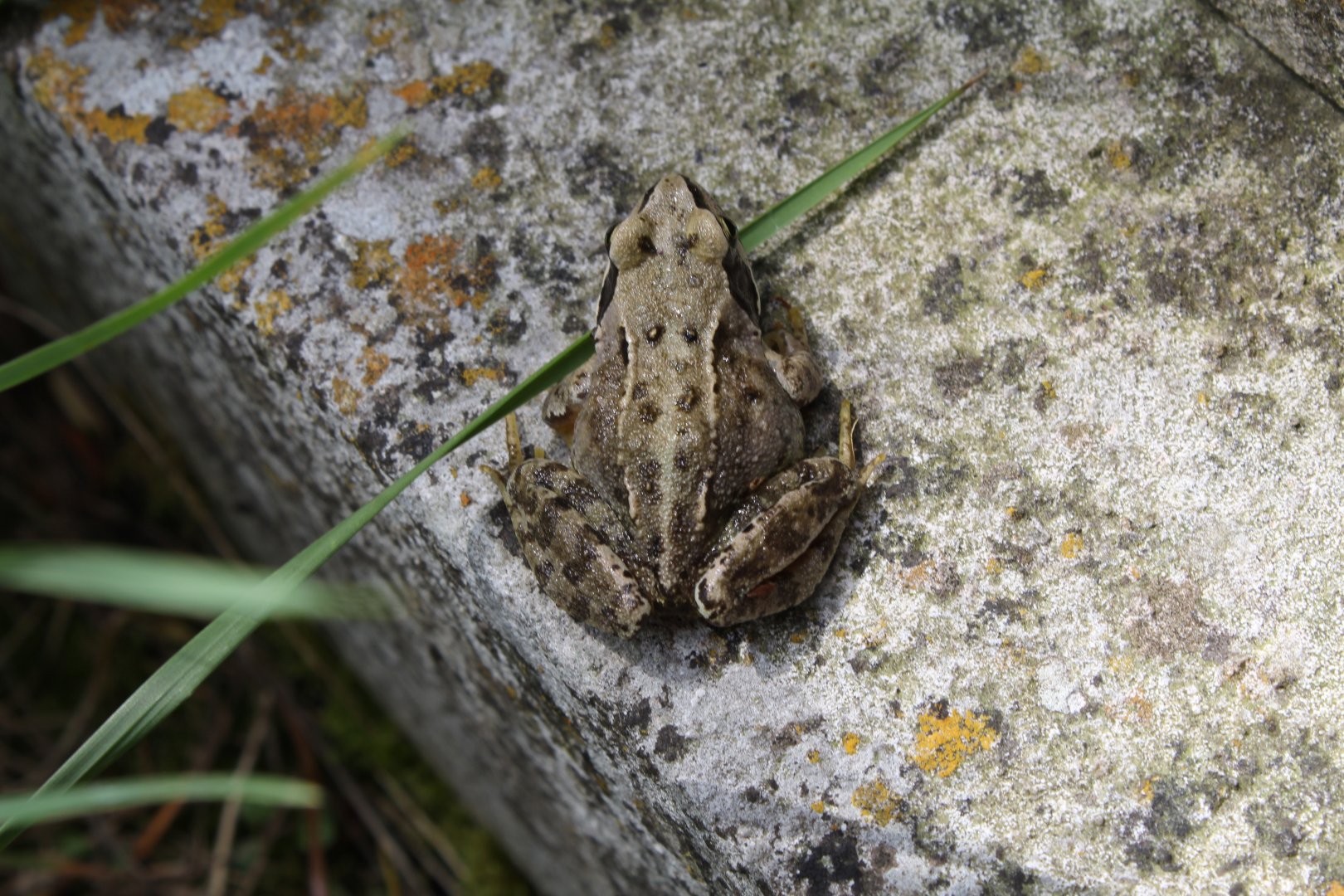 Common Frog