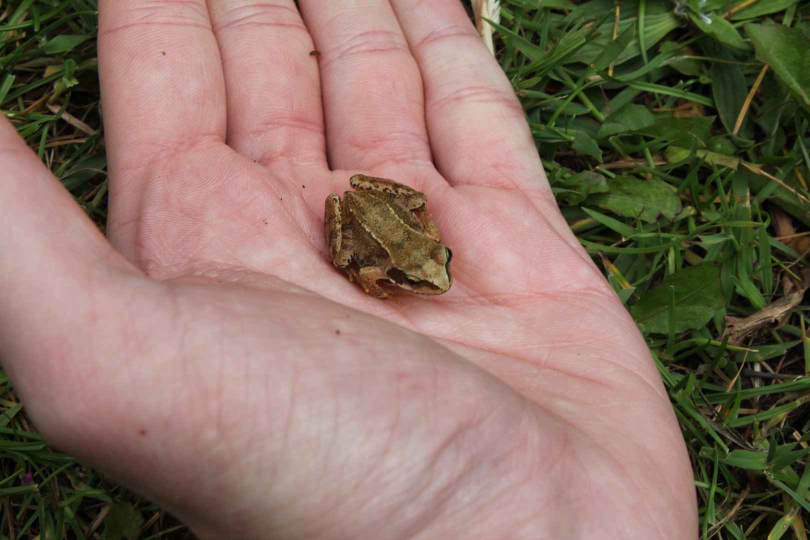 Common Frog