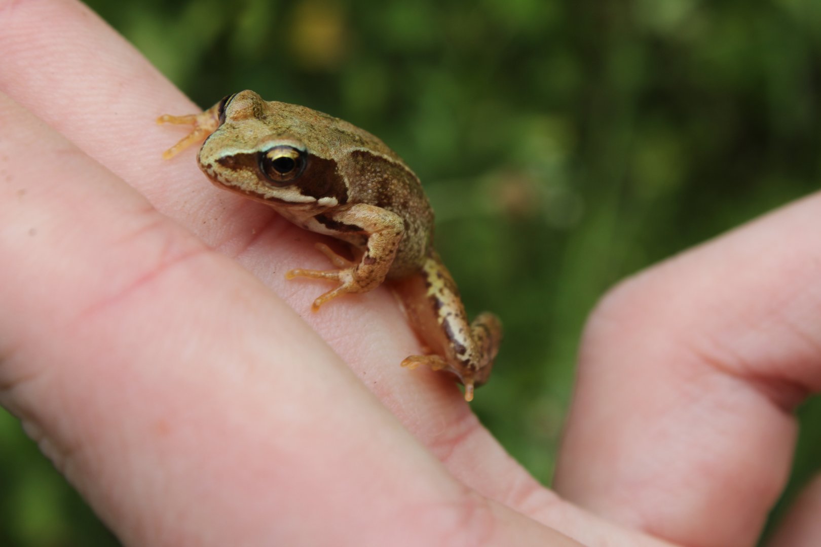 Common Frog