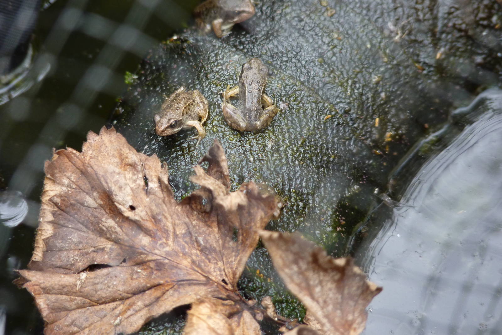 Common Froglets, August 2013