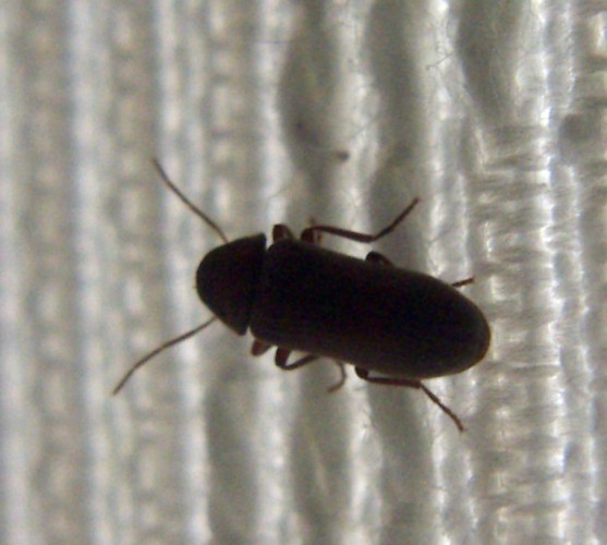 Common Furniture Beetle (Anobium punctatum)