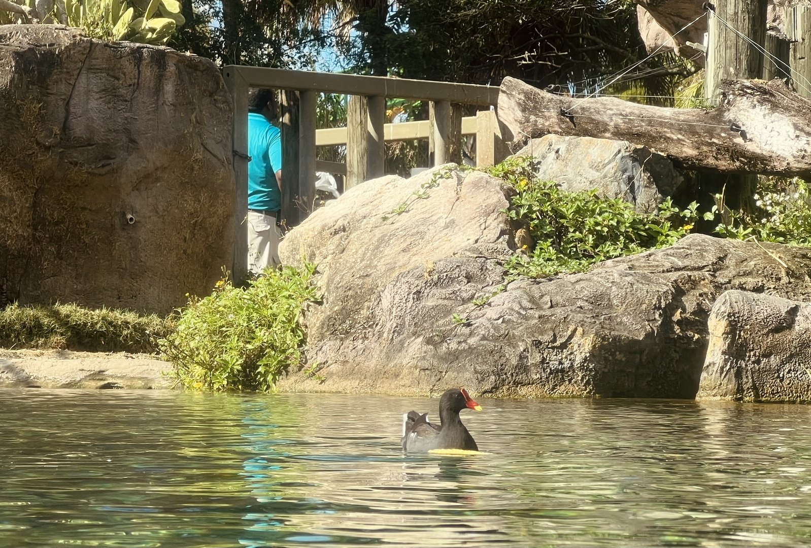 Common Gallinule and Nile Hippopotamus Contact Area