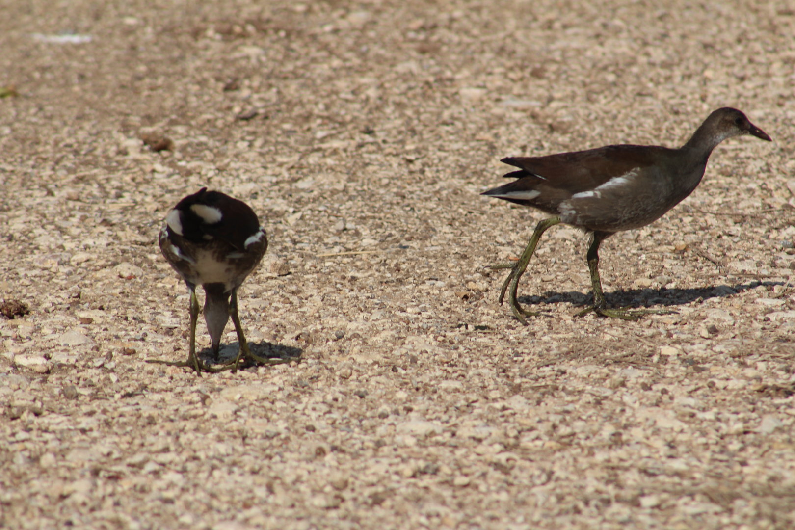 Common gallinule - Brazos Bend State Park