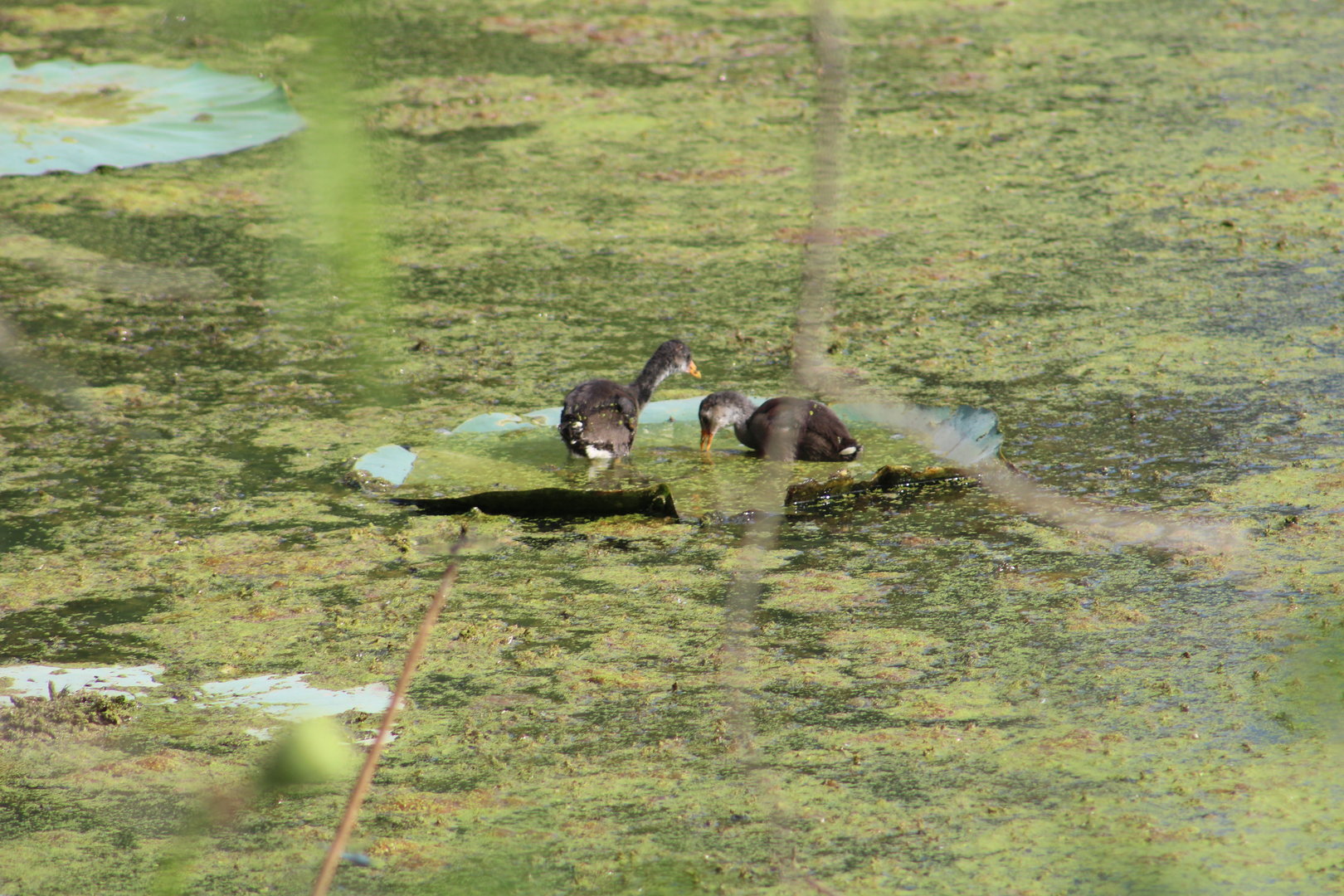 Common gallinule - Brazos Bend State Park