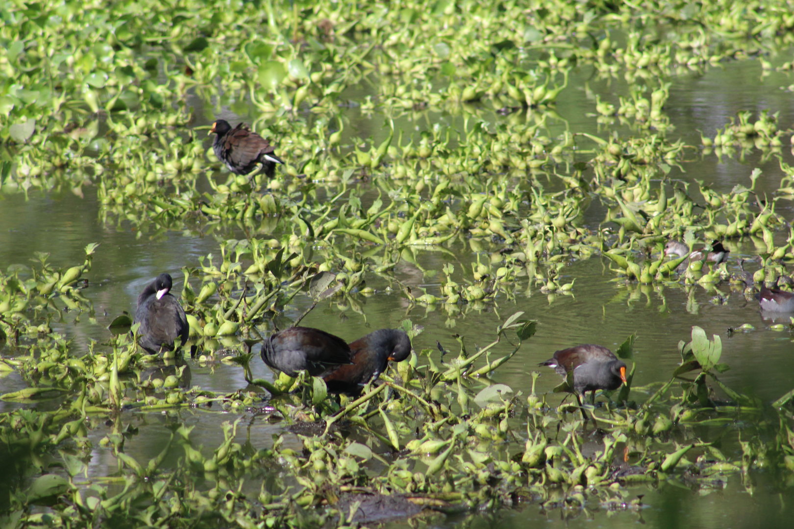 Common gallinule - Brazos Bend State Park