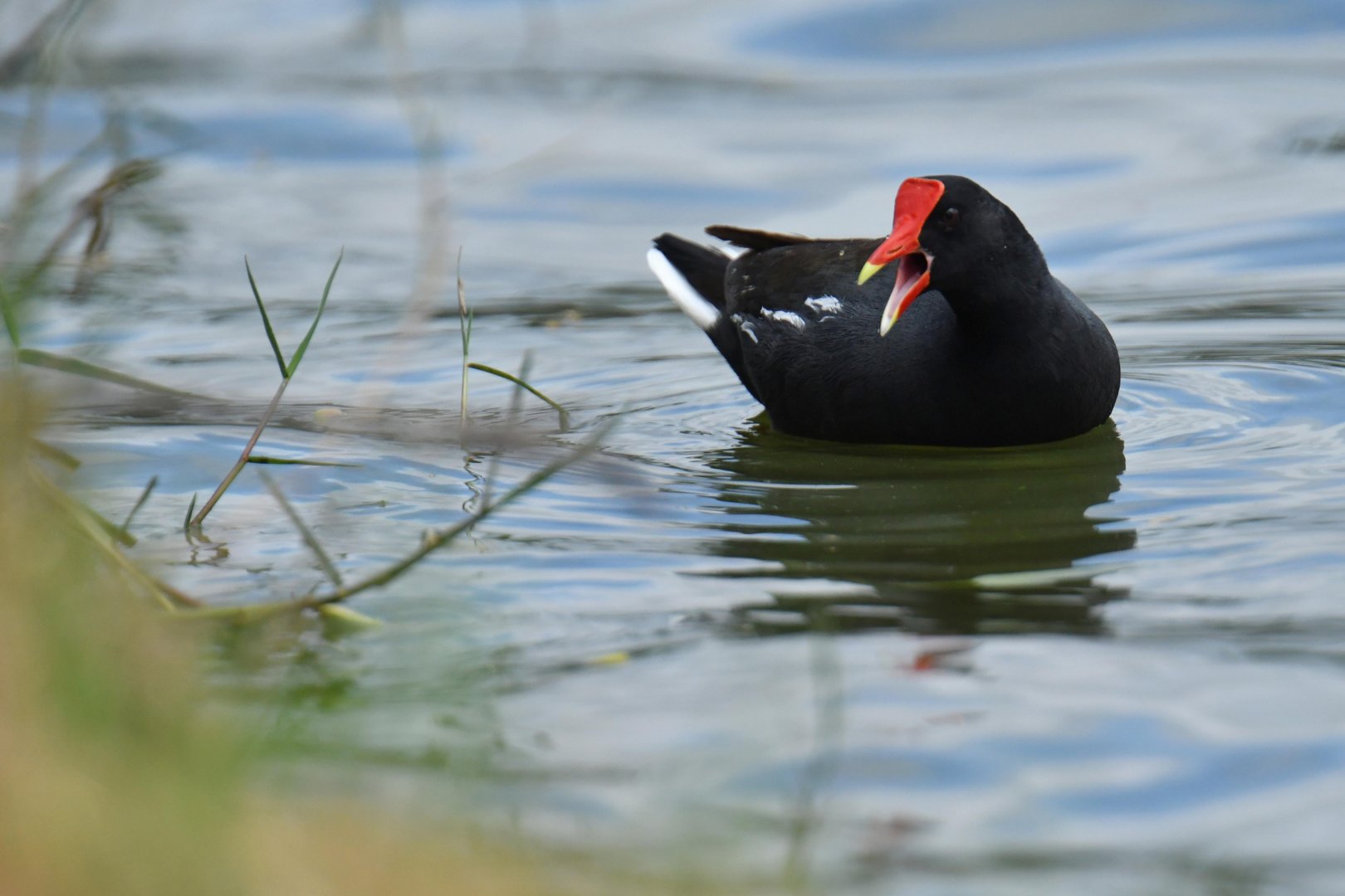Common Gallinule (Gallinula galeata)
