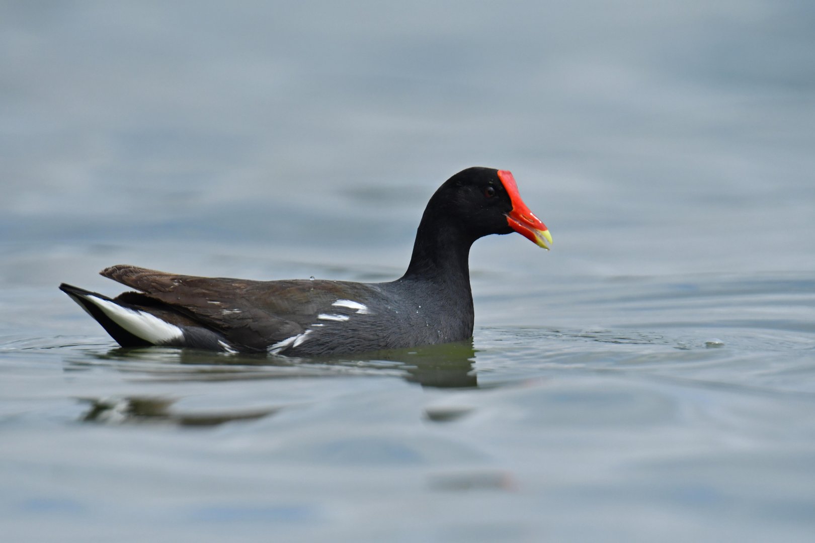 Common Gallinule (Gallinula galeata)