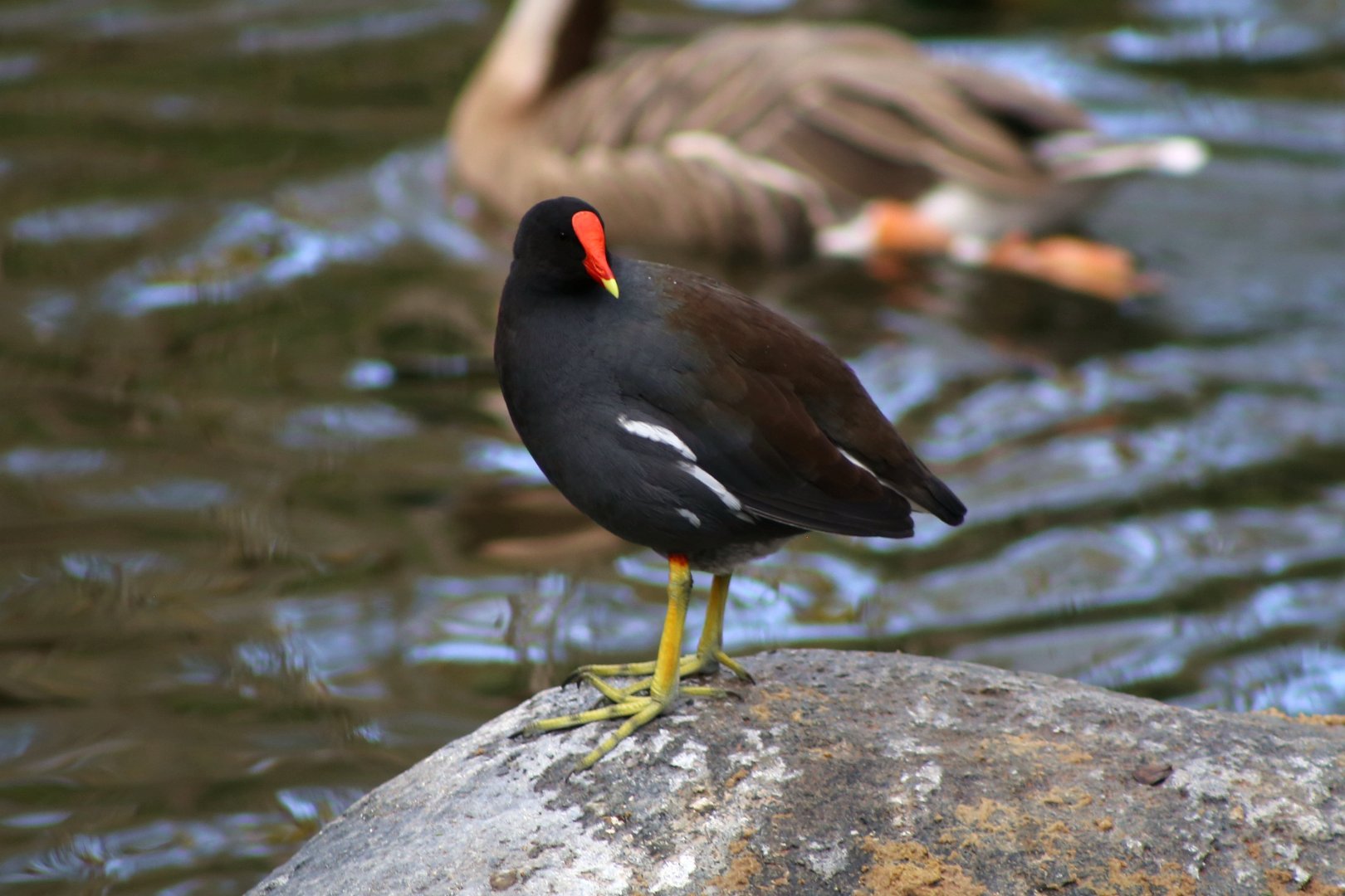 Common Gallinule (Gallinula galeata)