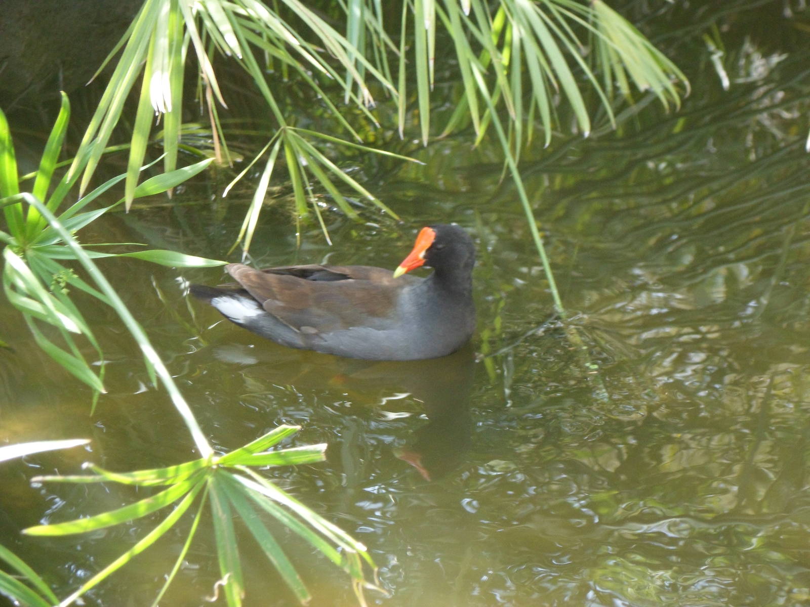 Common Gallinule
